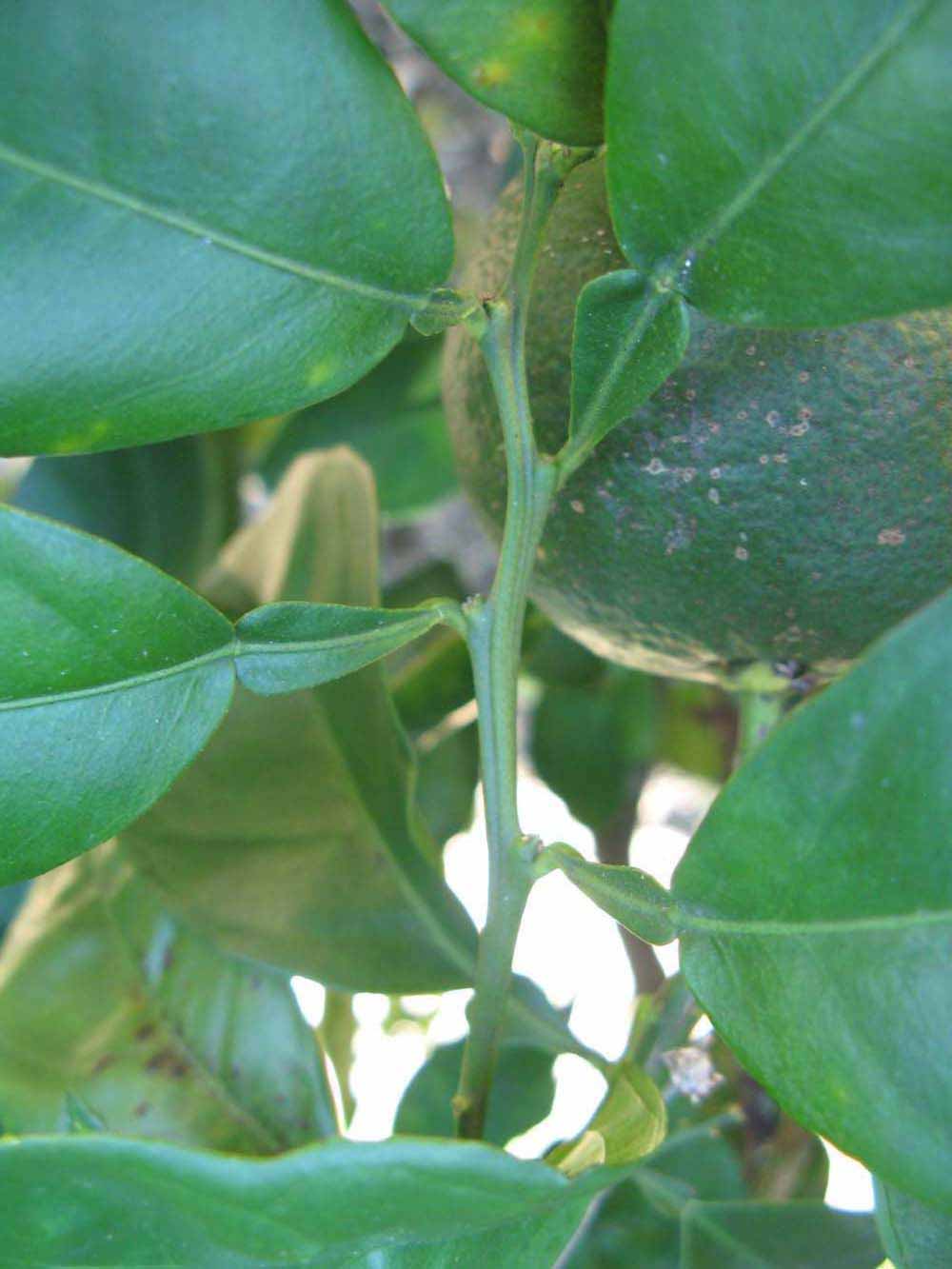             First year twig (Winter Haven, FL)       